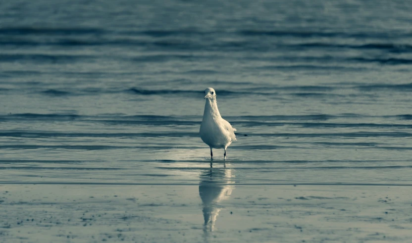 a seagull standing on top of a beach next to the ocean
