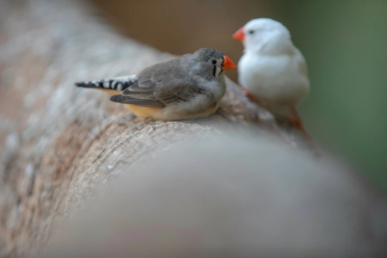 two birds perched on top of a piece of wood