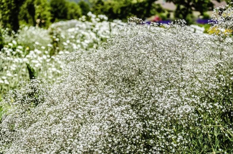 closeup of tall grass and flowers growing