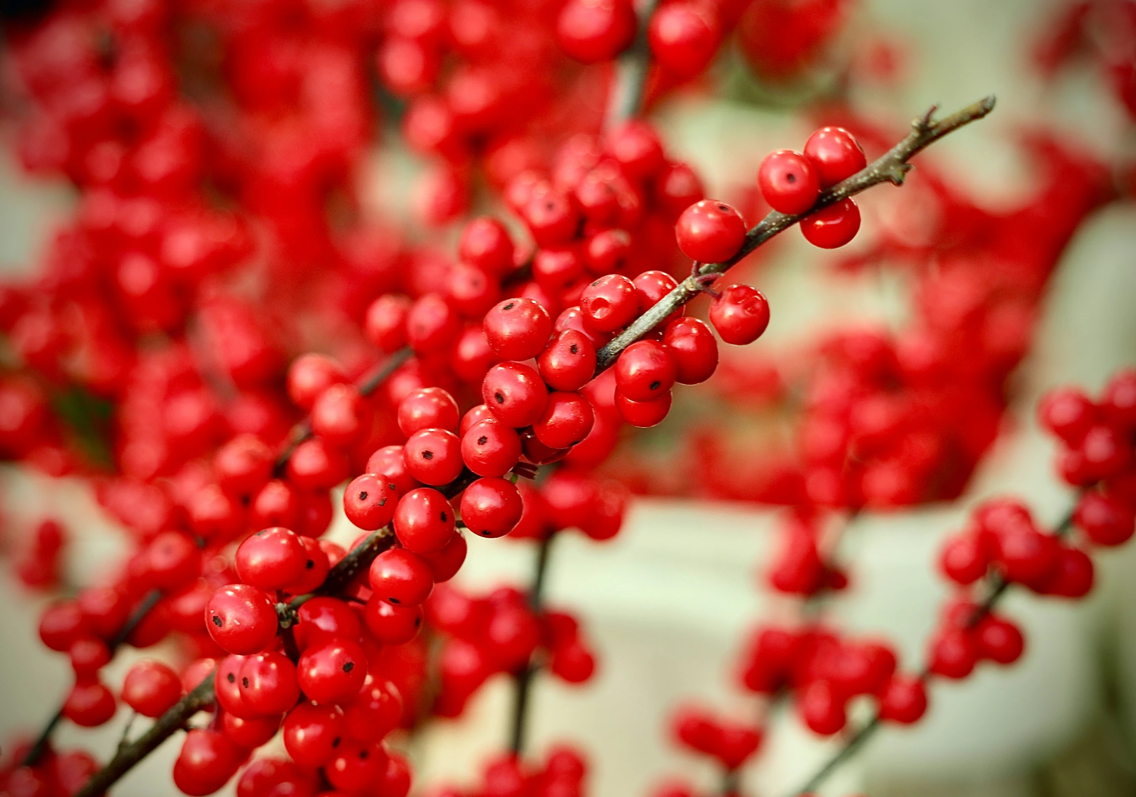 red berries are hanging on a tree nch