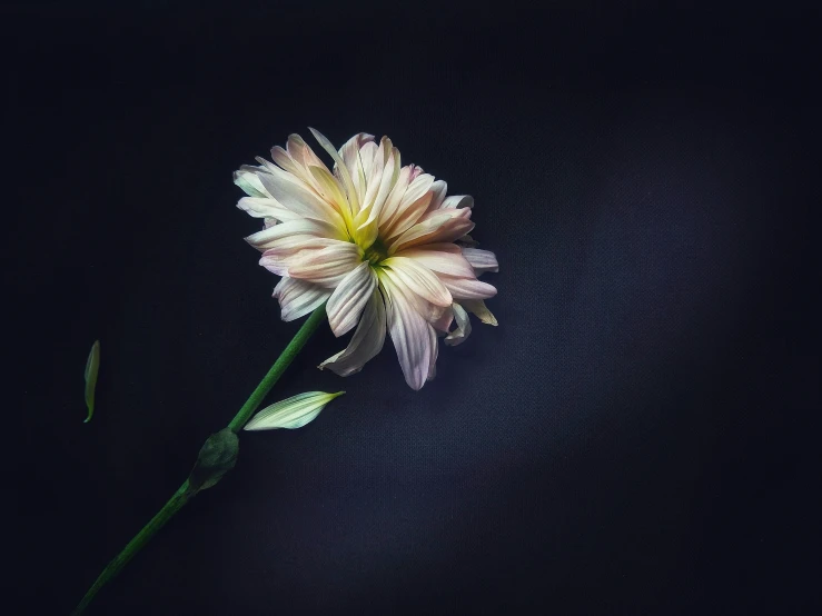 a flower that is on the stem of a stem