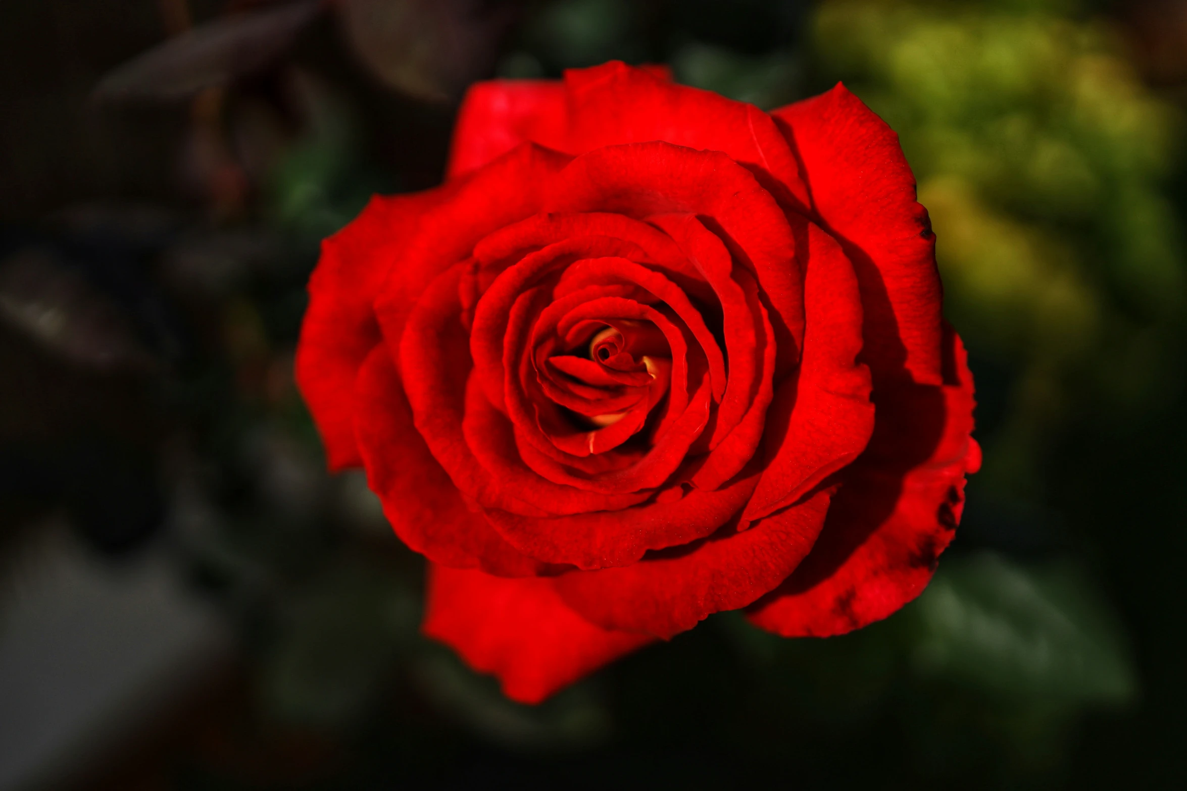 an red rose with green leaves in the background