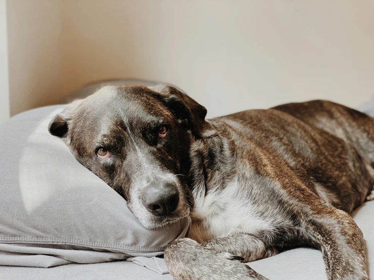 the dog has brown and white fur laying on the bed