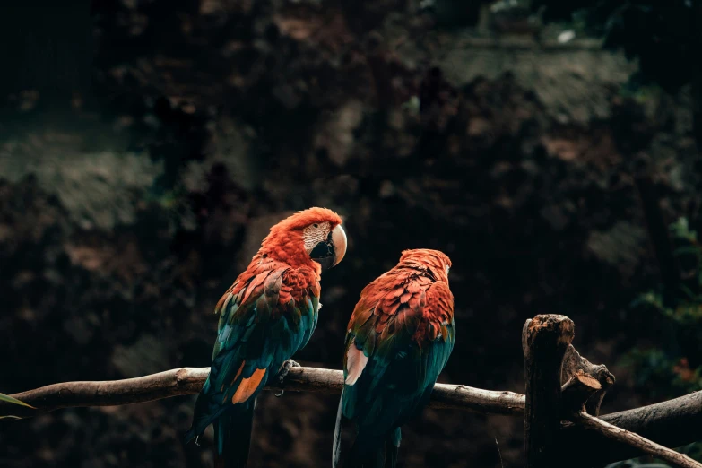 two large parrots sitting on the nches of a tree