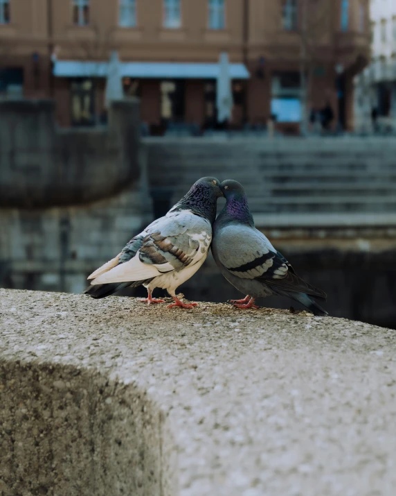 two pigeons perched on the wall in a city