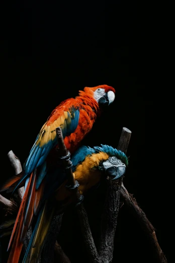 two birds with colorful wings sitting on nches