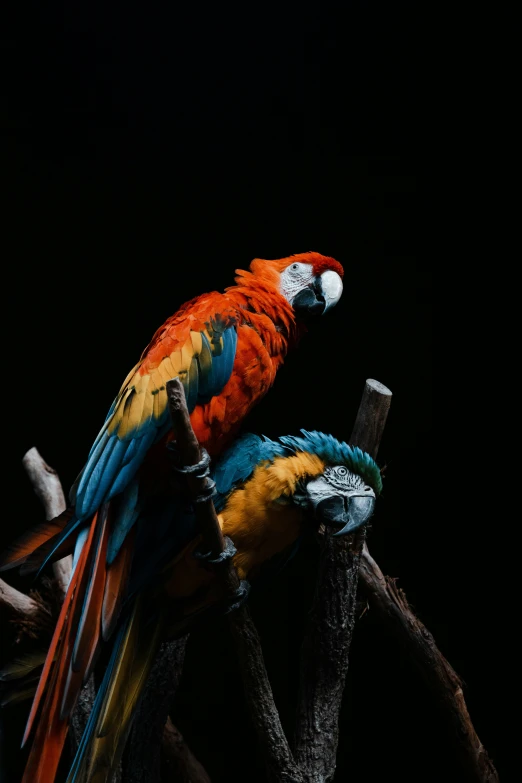 two birds with colorful wings sitting on nches