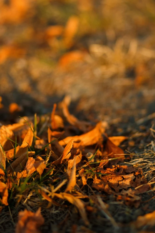 the ground with lots of leaves scattered all around it