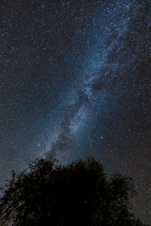 the night sky over the trees and stars