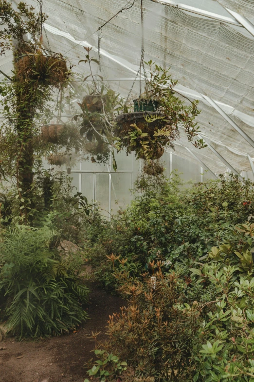 many plants and trees in a large greenhouse