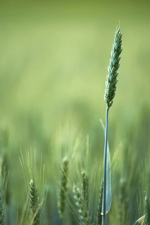 a lone, grassy plant grows in the middle of a field