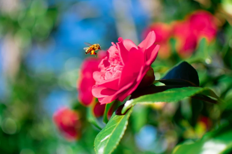 a large pink rose on a plant near a bug