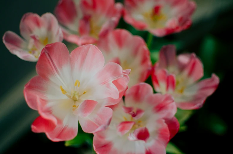 pink and white flowers on top of each other