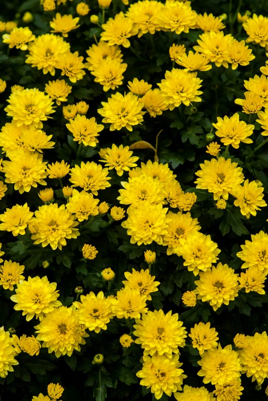 a field full of yellow flowers in the sun