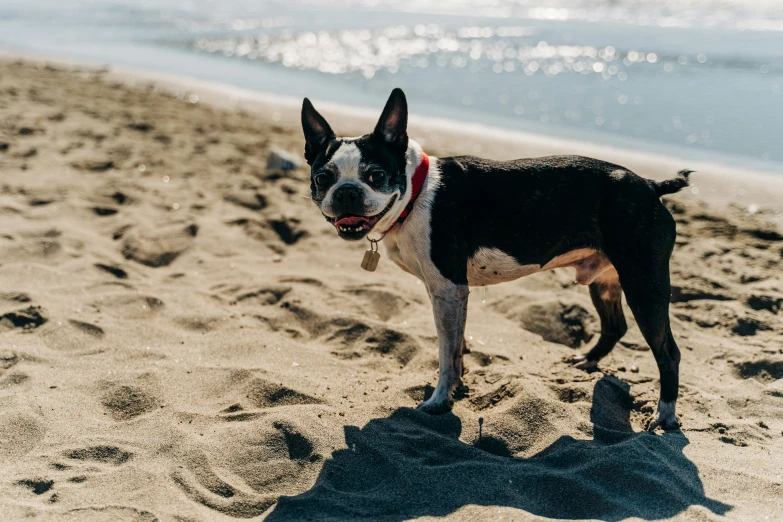 a small dog stands alone on a beach