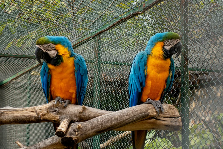 two multicolored parrots sitting on top of a wooden perch