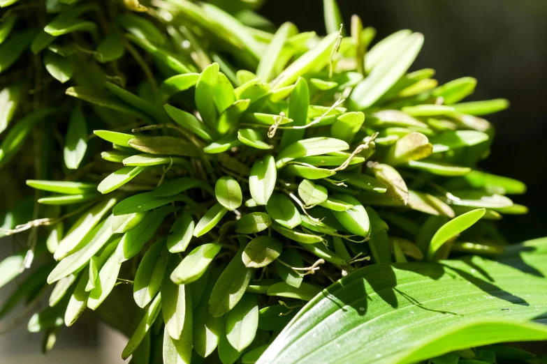 a close up of some green leafy plants