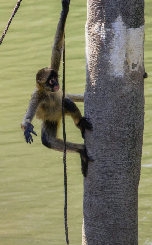 monkey hanging off the side of a tree nch