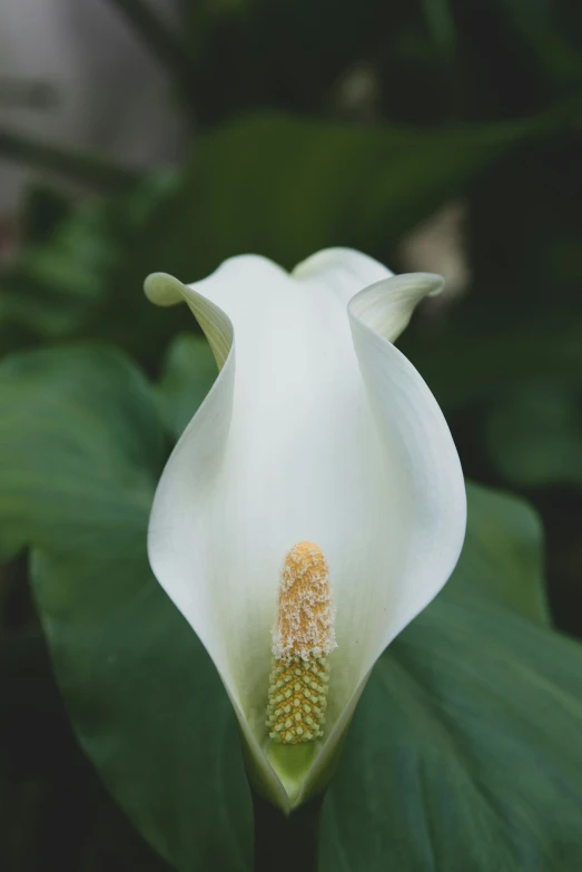 a white flower with its stem surrounded by leaves