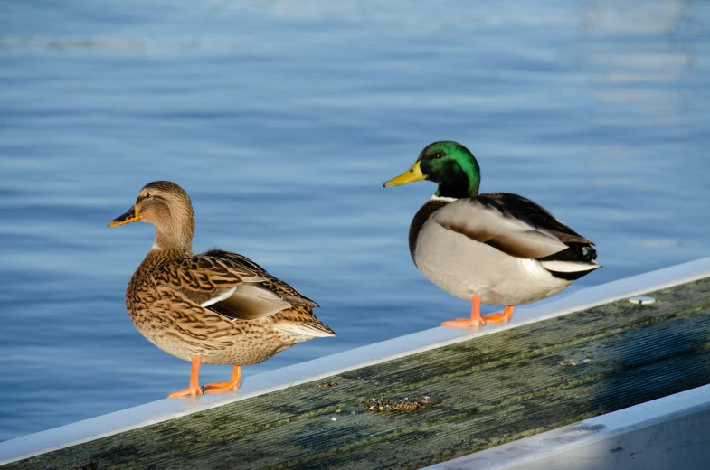 two ducks that are standing on the ledge