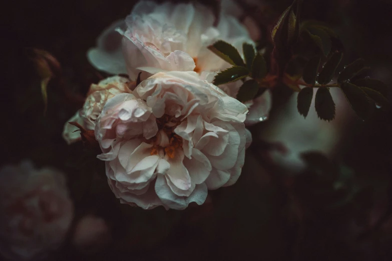 large pink rose with dark background and green leaves