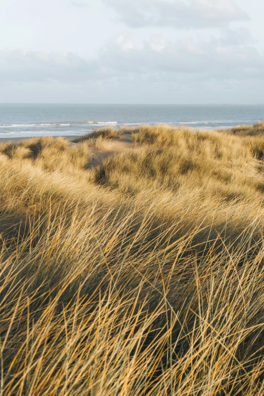 the sandy beach has many very thin yellow grasses