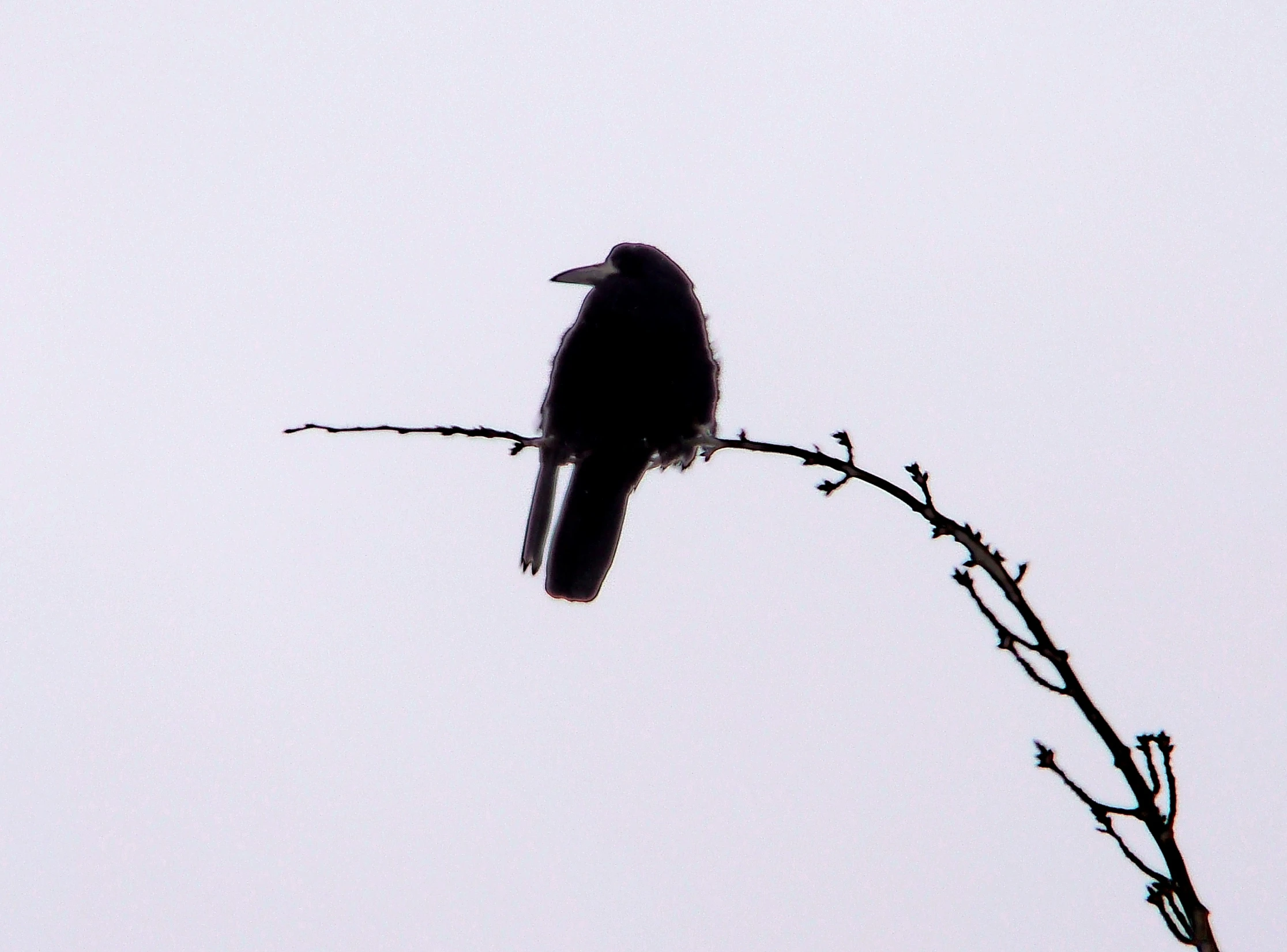 a black bird is perched on a plant nch