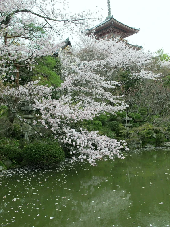 a tree with white flowers near the water