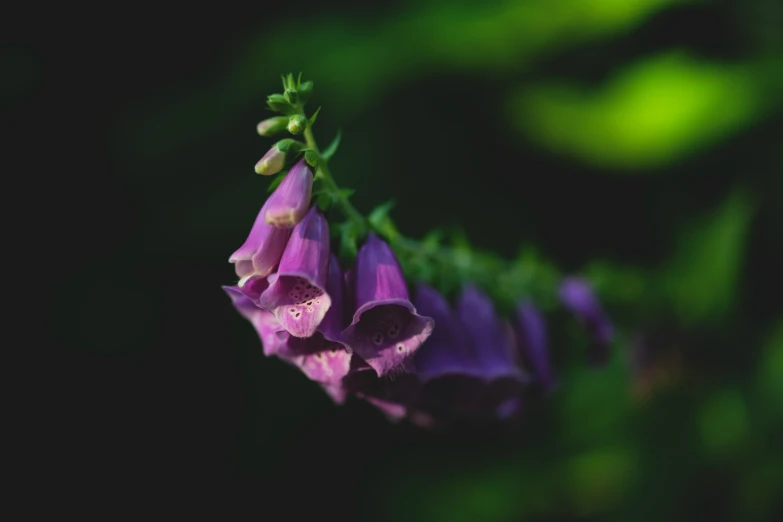 some purple flowers with buds in their tips