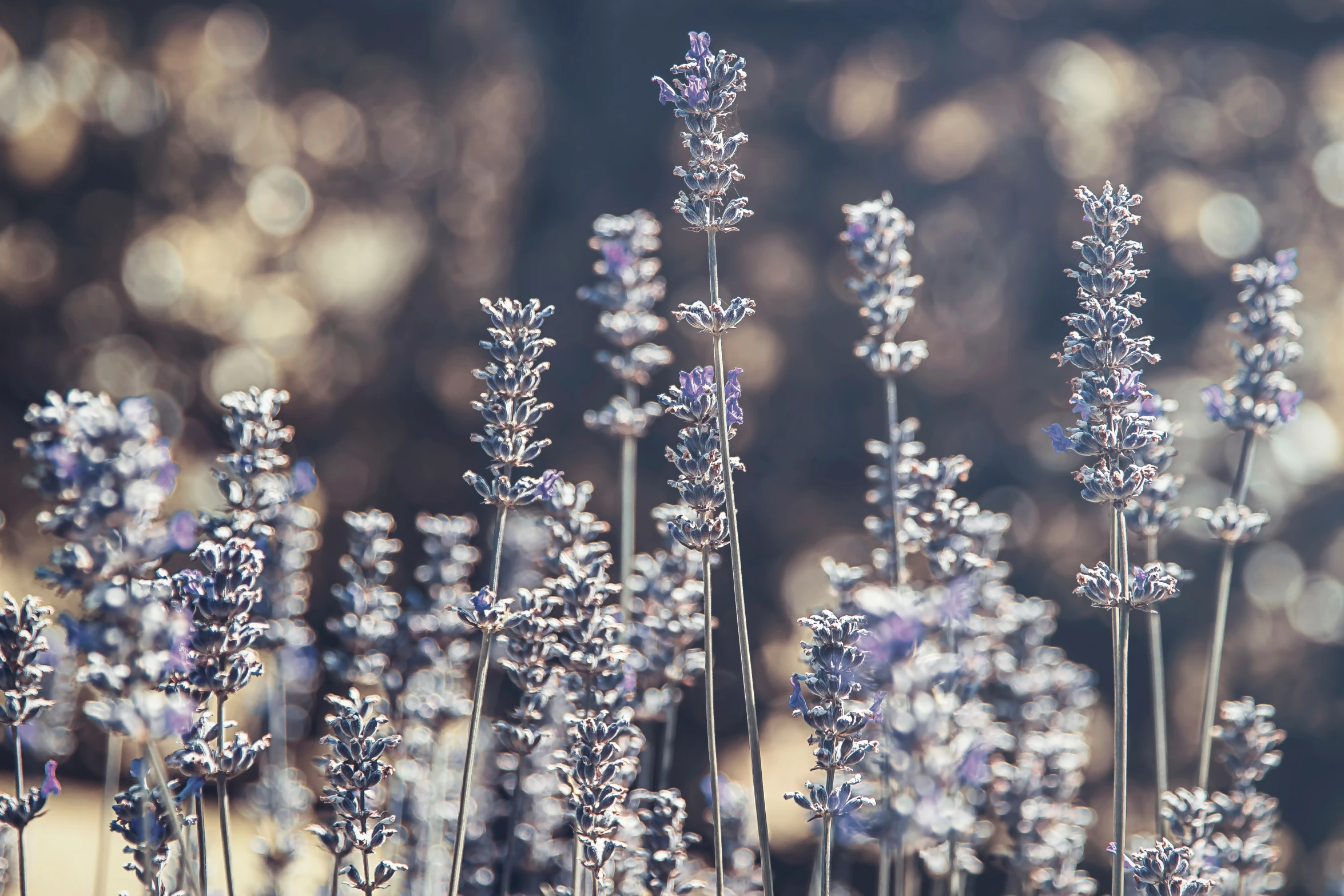 some purple plants are shown with blurry background