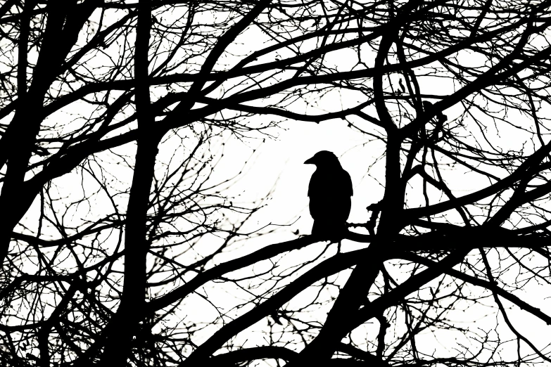 a bird sitting on top of a tree in front of some leaves