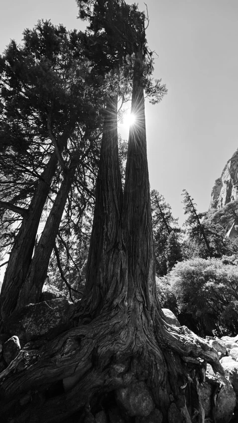 a sun through the trees on top of the mountains