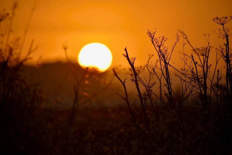 the sun is rising over a field with trees