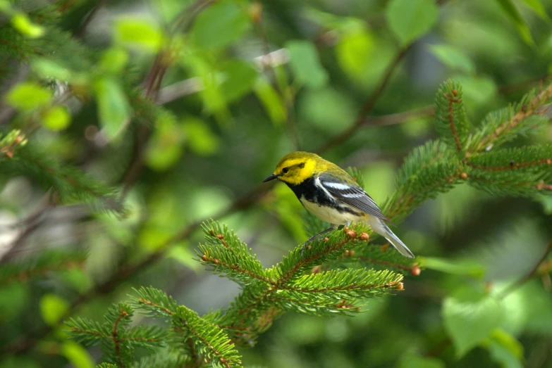 a small bird perched on a tree nch