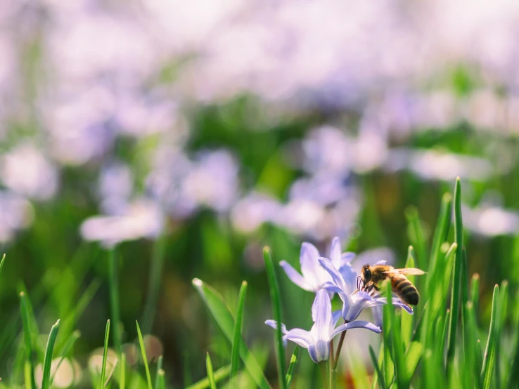 a honeybee flying in the air to get some air from the flower