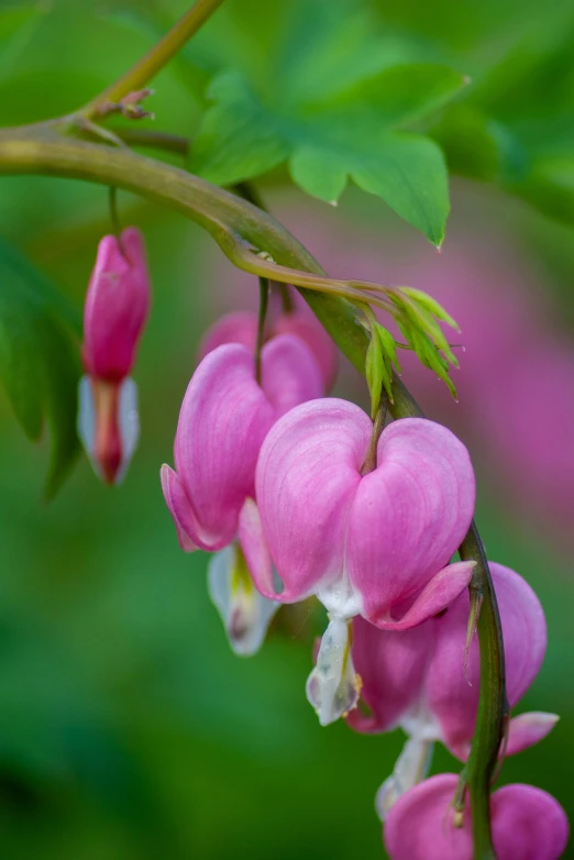 a bunch of flowers that are growing in some trees