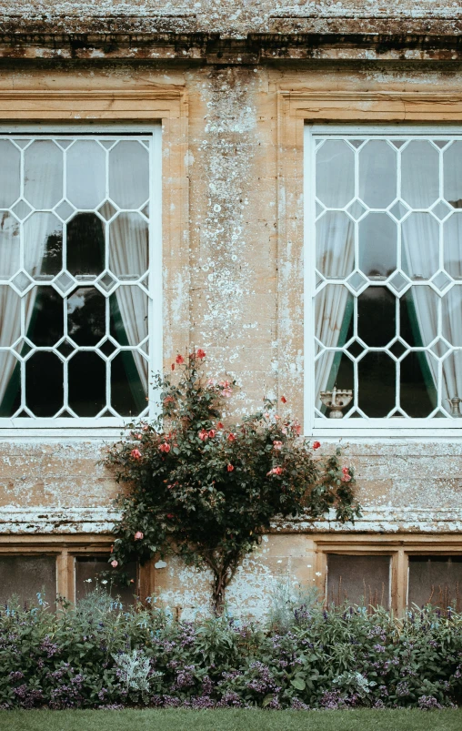 a flowering tree sitting in the window sill with many windows