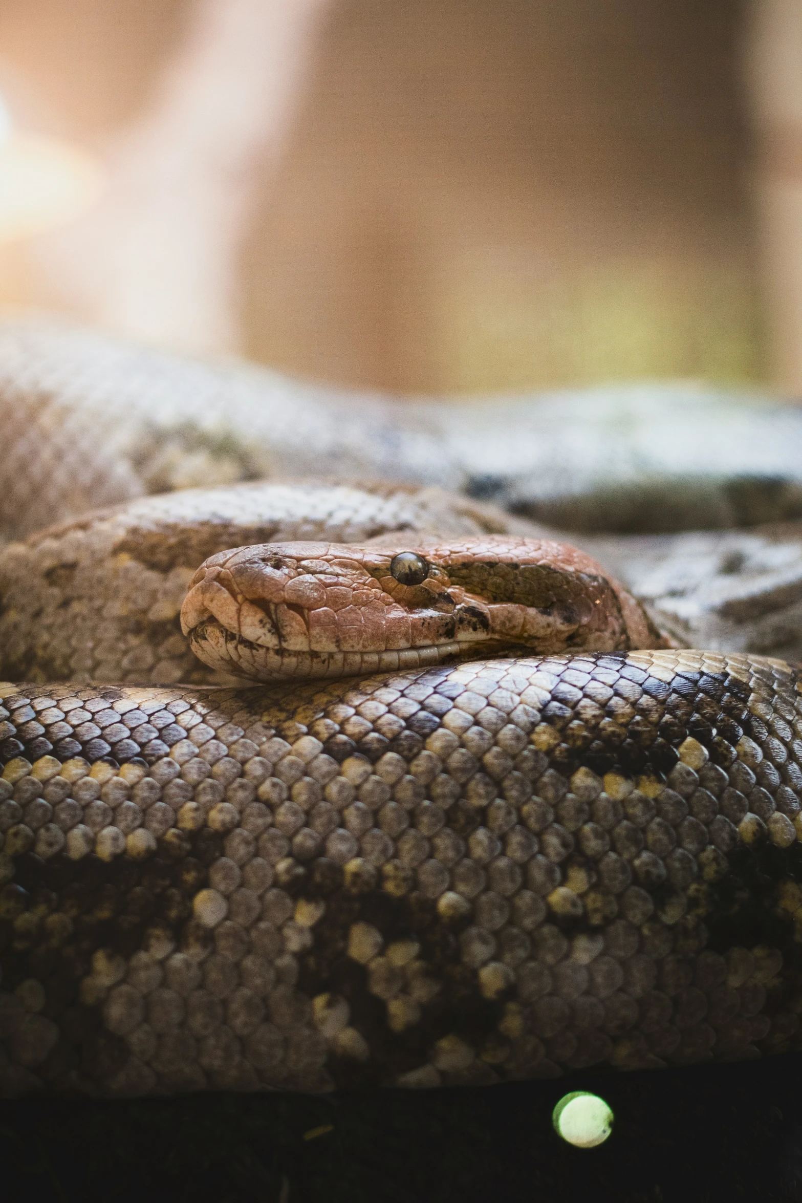 a small snake curled up in a pile