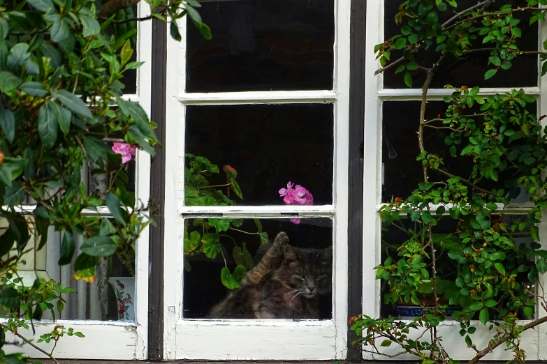 a picture looking through a window at a cat and some flowers