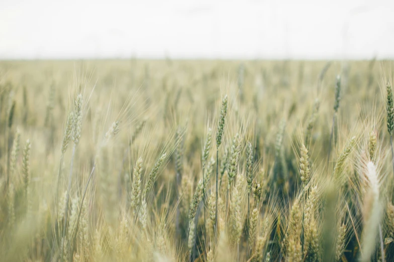 a field that is full of green grass