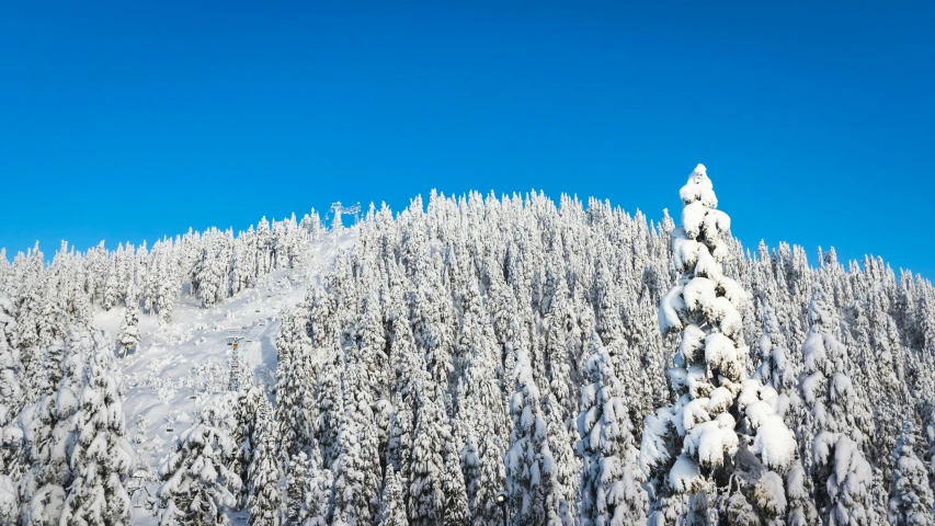 a tree is standing tall on a snowy slope