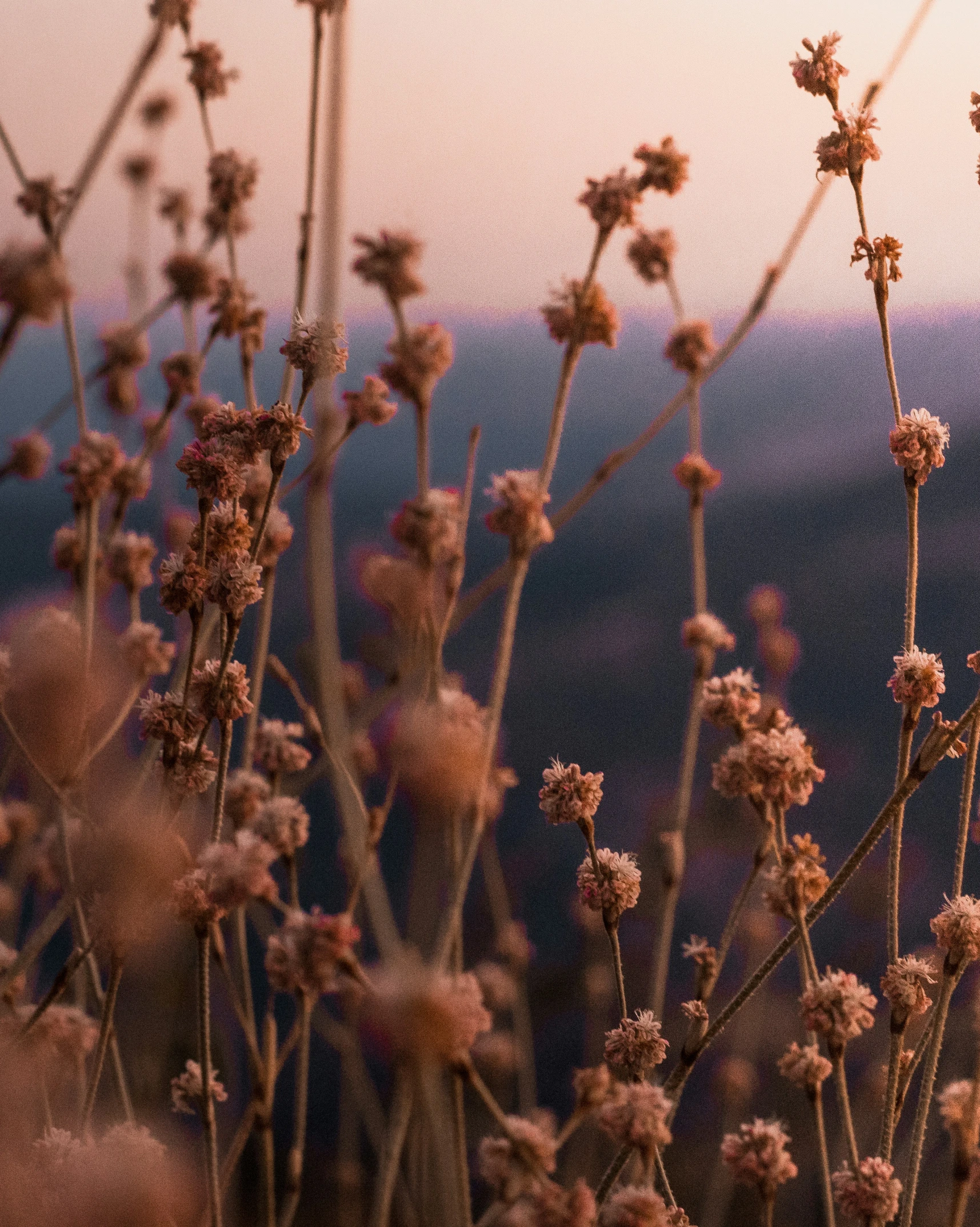 a bunch of flowers in front of the mountains