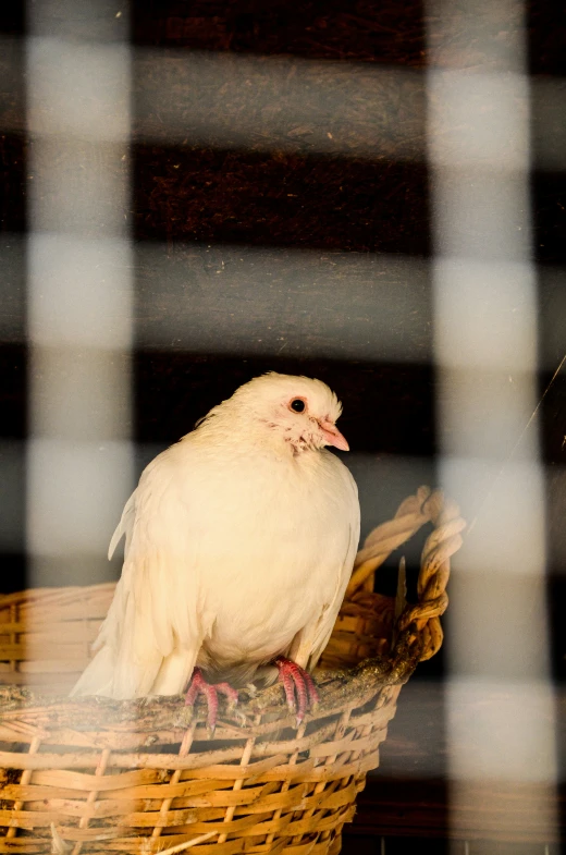 a white bird sitting on top of a yellow basket