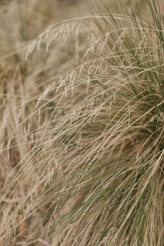 a couple of birds sitting in a field of dry grass