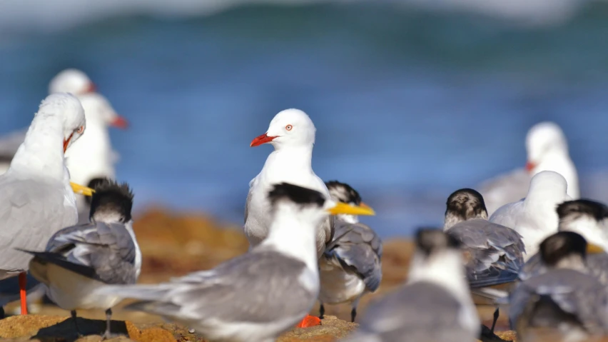 small flock of seagulls sitting on sandy beach with blue ocean in the background