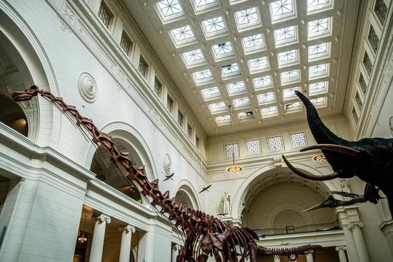 a large dinosaur skeleton hanging in an indoor museum