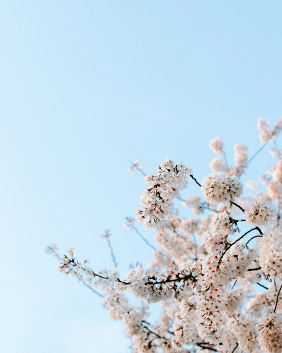 a tree with white flowers against a blue sky