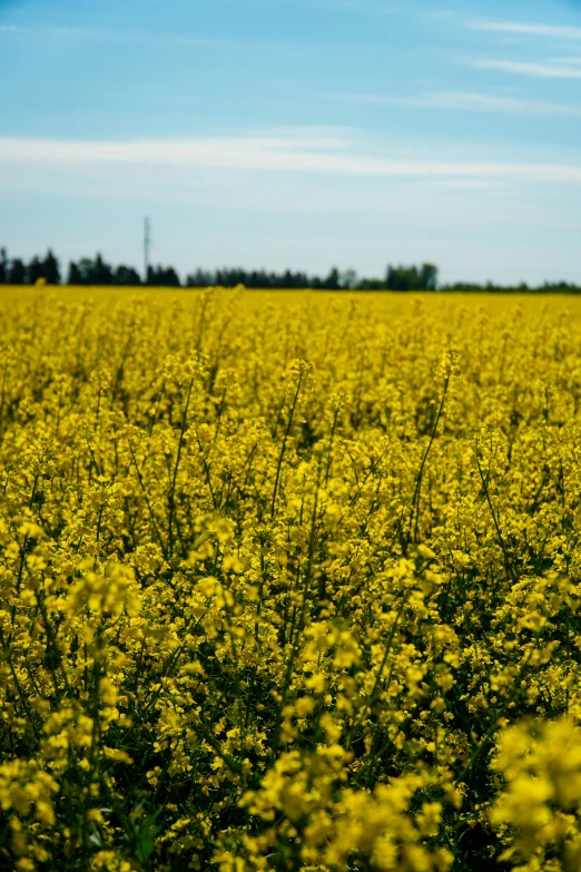 a large field full of tall grass with yellow flowers in it