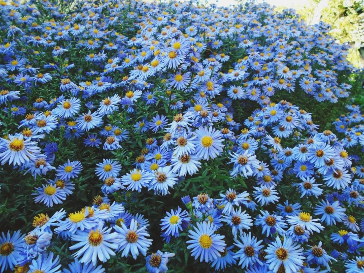 blue and yellow flowers growing in a flowerbed