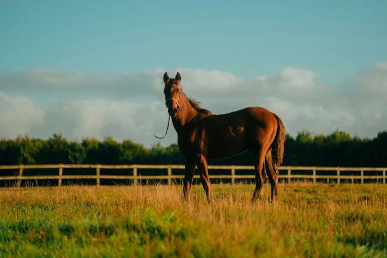 the horse is standing in a field beside a fence